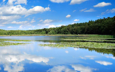 Under the Weather? Visit a Forest