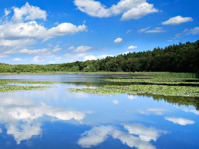 Under the Weather? Visit a Forest