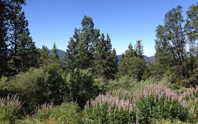 A Historic Gift for a Historic Occasion: Yosemite Turns 150