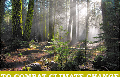 Protecting California’s natural lands is key to combating climate change