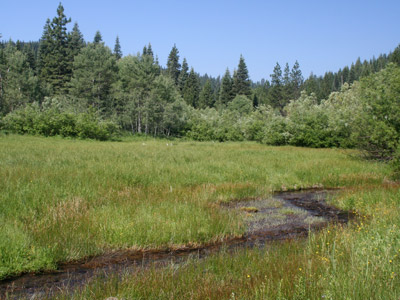 Wet Meadow - Pacific Forest Trust