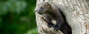 image of fisher - animal affected by climate adaptation