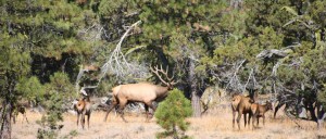 Goose_Lake_Elk