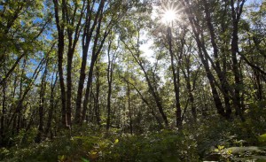 Hancock_Trees