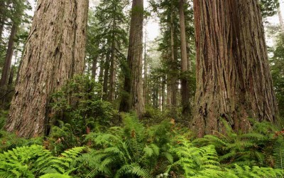 Forests are complicated enough – let’s not make it worse!