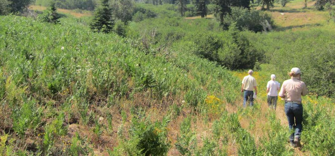 One of Oregon’s largest family-owned forests protected for timber and wildlife