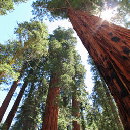 Redwood - Pacific Forest Trust