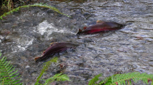 Coho_Salmon_Oregon_Department_of_Forestry