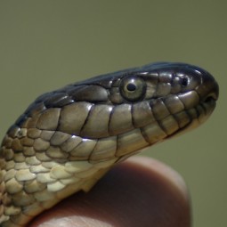 Giant Garter Snake - Pacific Forest Trust