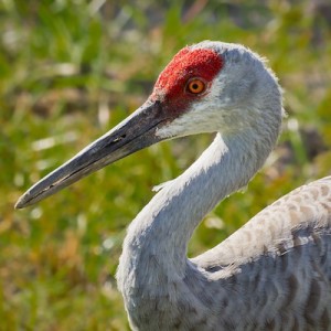 Greater Sandhill Crane Pacific Forest Trust   Sandhill Crane Ken Thomas 300x300 