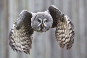 Strix_nebulosa_Great_Gray_Owl_Arne_List