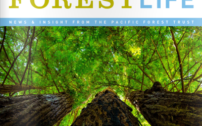 ForestLife, Summer 2015