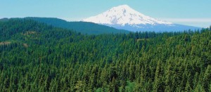 Roseburg_Mount_Shasta