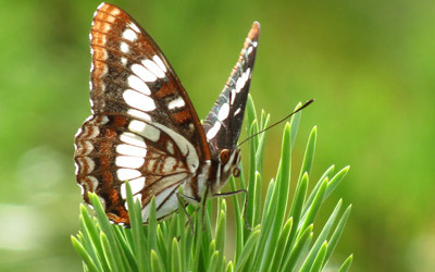 Extending the Impact of the Cascade-Siskiyou National Monument