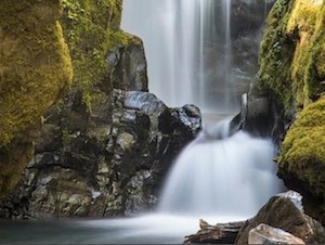 Pacific fisher - Pacific Forest Trust