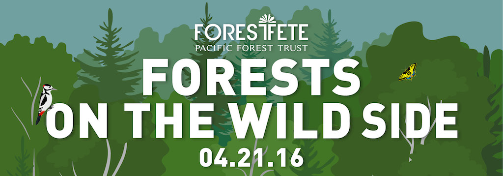 Forest Fete 2016