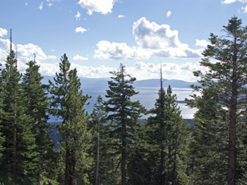 Supporting Forest Restoration and Conservation in CA’s Budget