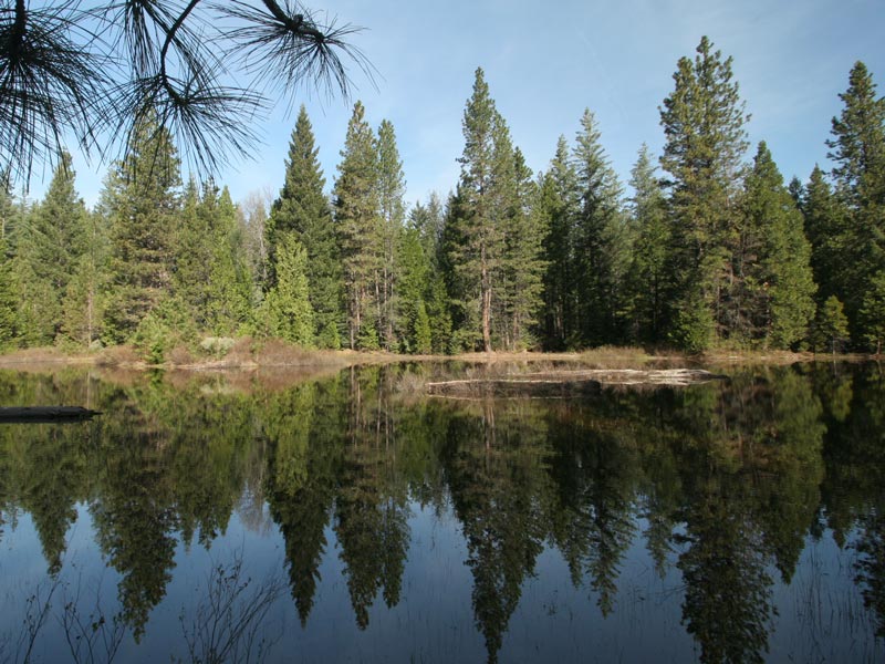 CA Assembly Recognizes Forests as Part of State’s Water System