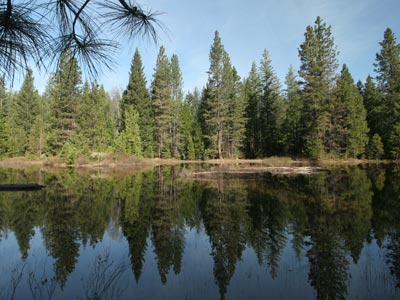 CA Assembly Votes to Recognize Forests as Part of State’s Water System