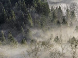 Oregon's Climate Policy Forest_Fog