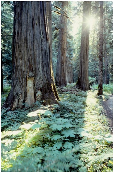 Why Forests Matter in Oregon’s Cap-and-Trade Study