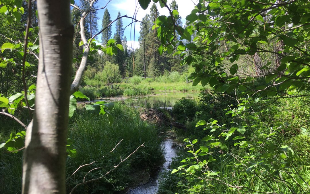 WCB grants PFT $590,000 for McCloud Soda Springs Working Forest project