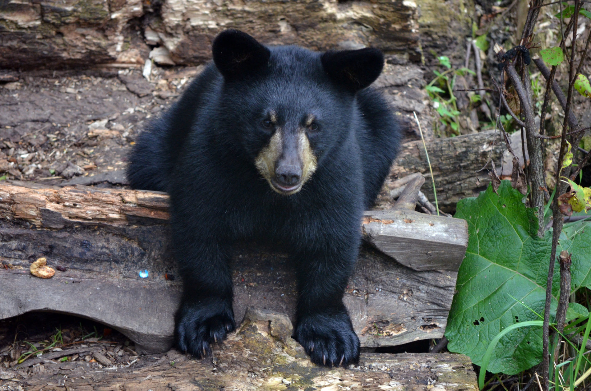 American black bear Pacific Forest Trust