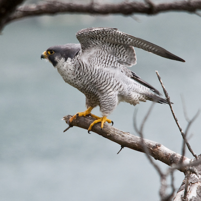 Peregrine Falcon Pacific Forest Trust