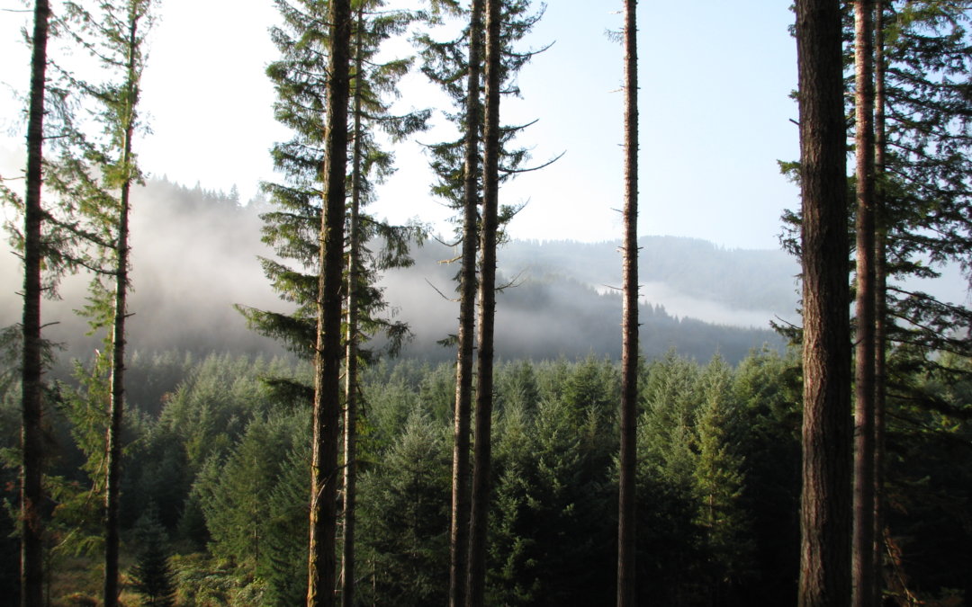 PFT President Laurie Wayburn testifies in Oregon State Legislature climate committee