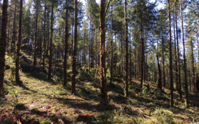 2018: An exciting and exploratory year for the Van Eck Forests