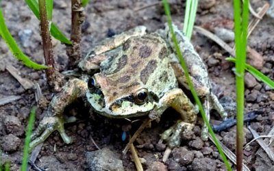 Forest Flash: States are stepping up to the climate challenge (and we are not frogs)