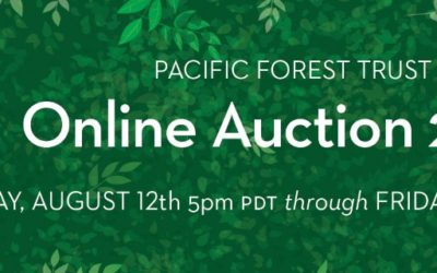 Online Auction 2020