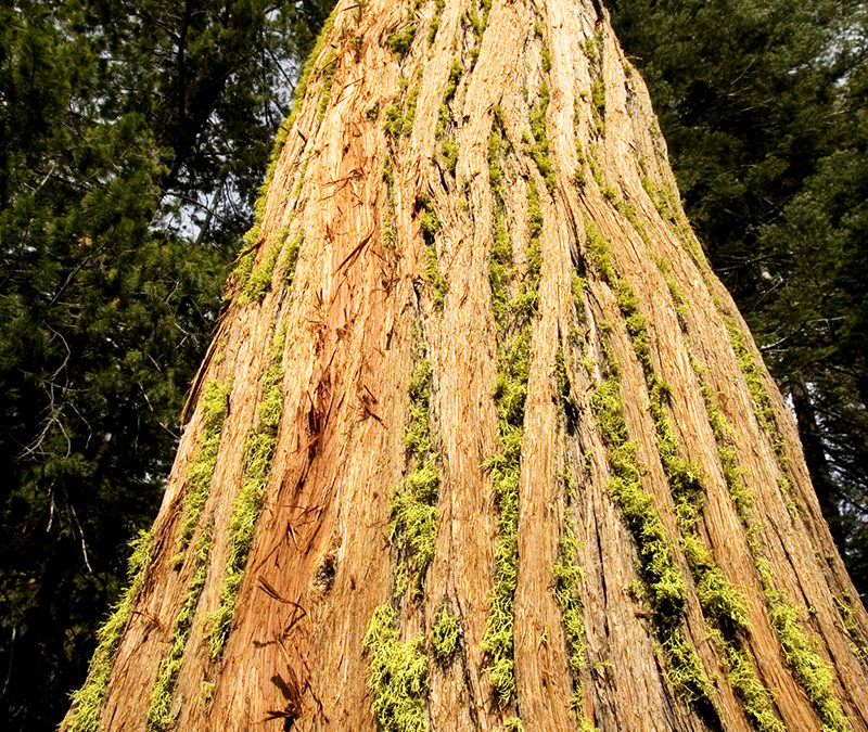 Forest carbon offsets: making a difference now and in the long run