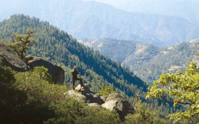 Rising from the ashes: restoration at Yosemite