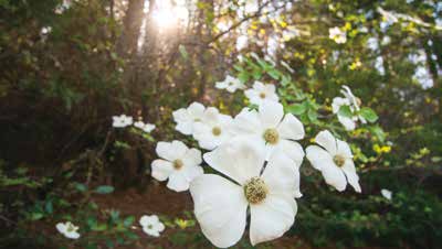 Meet Pacific Forest Trust’s valuable volunteers