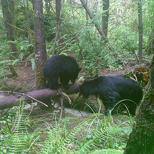 Forest Flash: Solving the Climate Crisis, Oregon Advances Stream ...