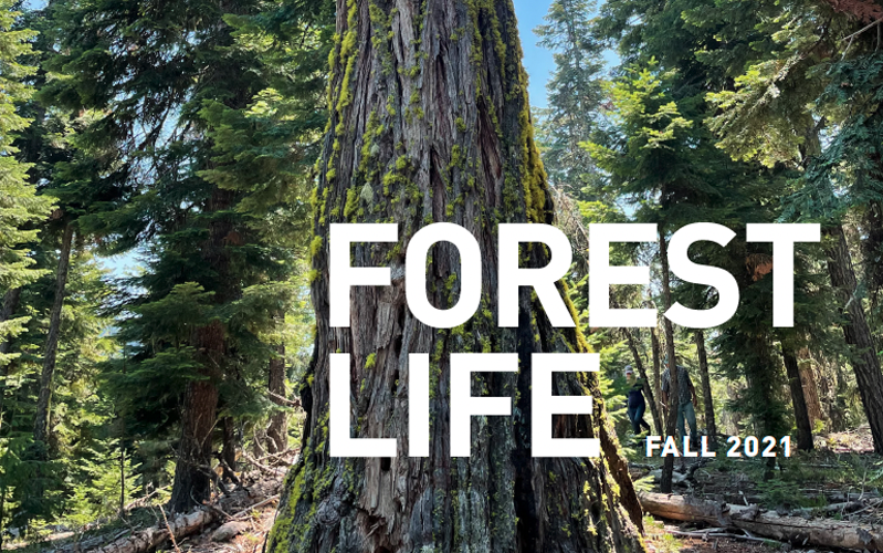 ForestLife Fall 2021