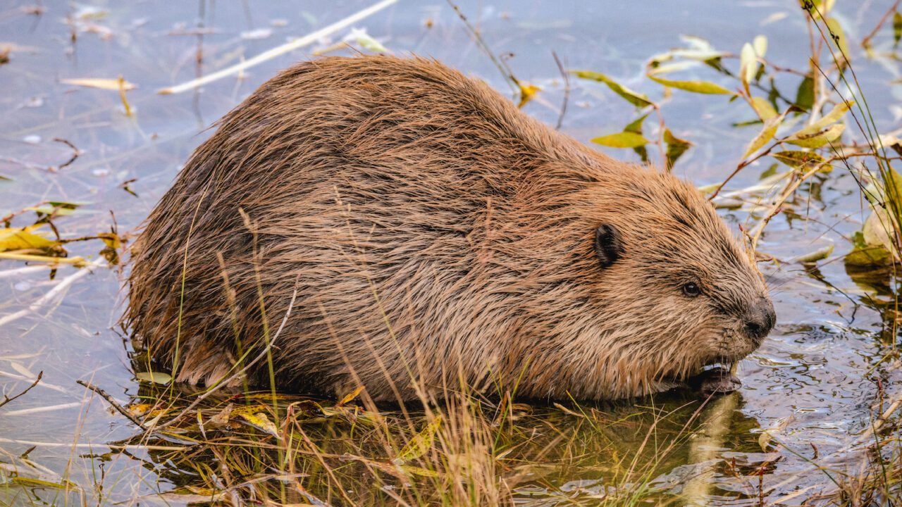 Forest Flash: May 2022 - Pacific Forest Trust