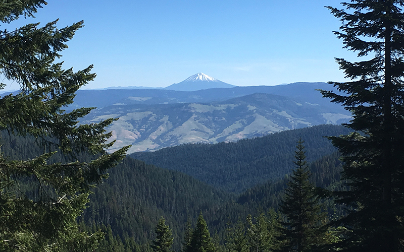 Mt Ashland Demonstration Forest Pacific Forest Trust