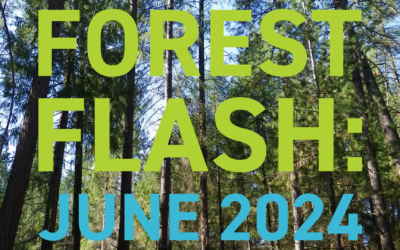 Forest Flash: June 2024