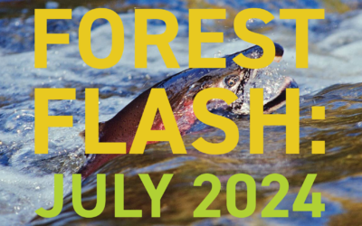 Forest Flash: July 2024