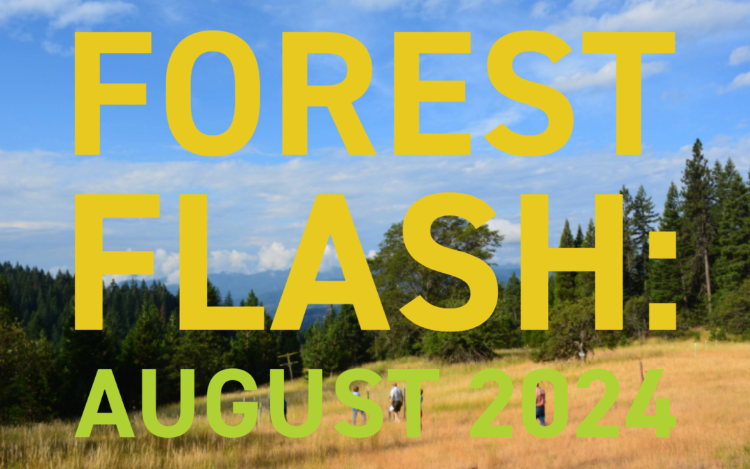 Forest Flash: August 2024