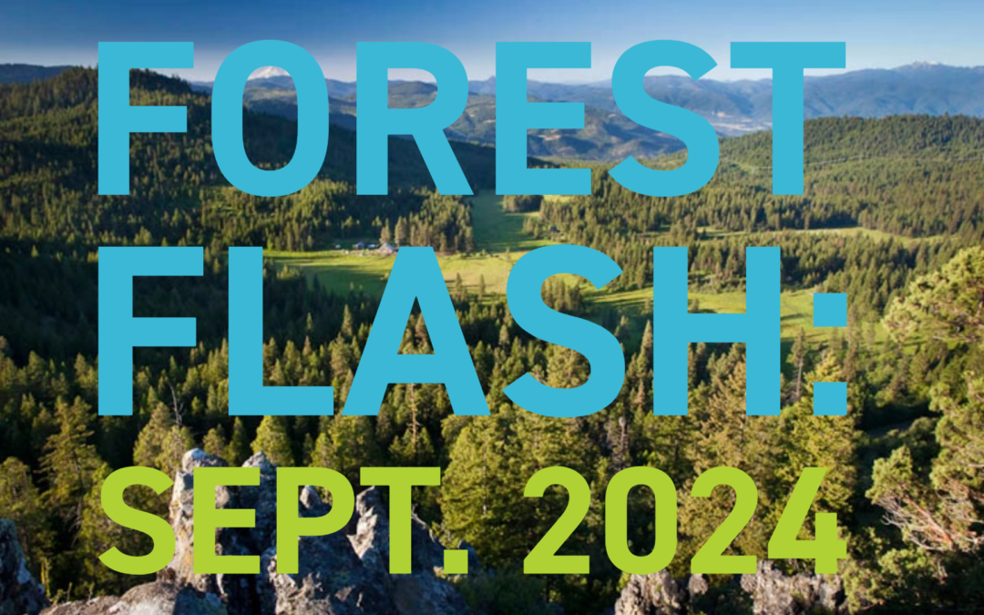 Forest Flash: September 2024