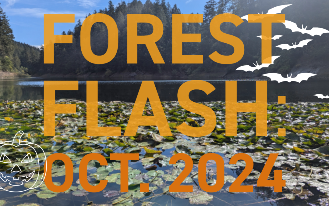 Forest Flash: October 2024