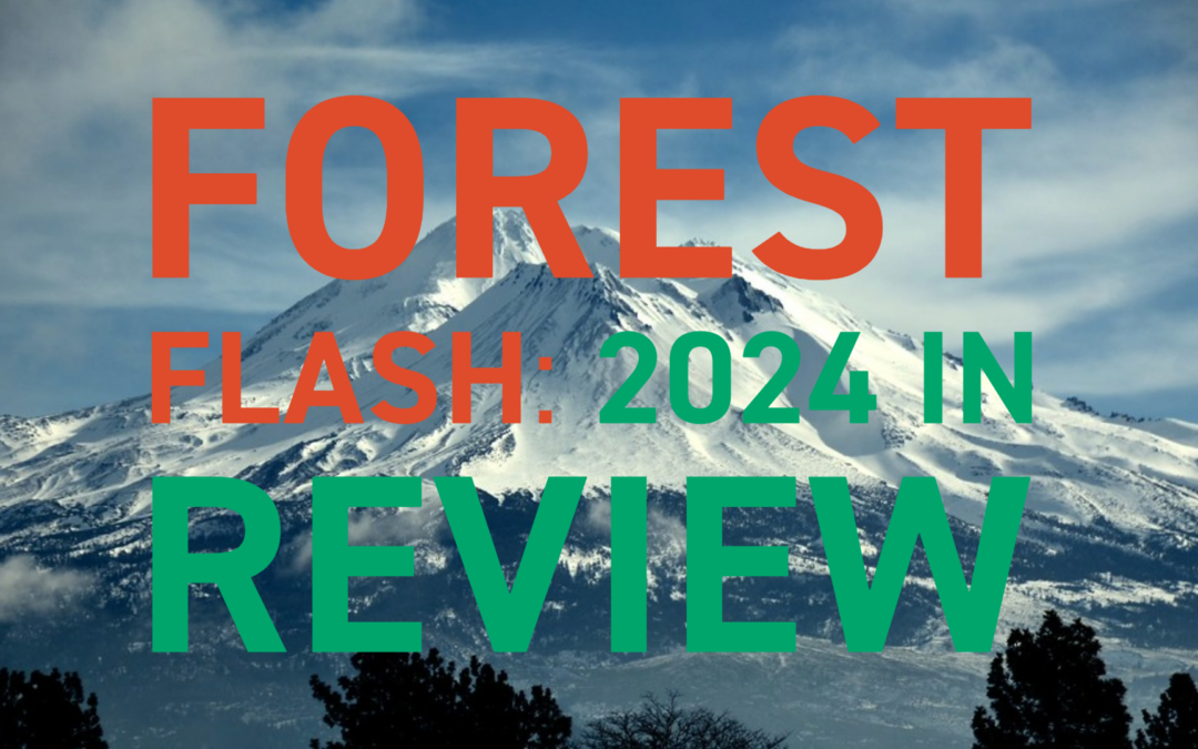 Forest Flash: 2024 Year-in-Review