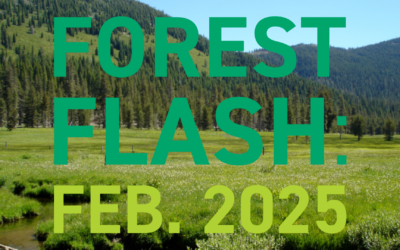 Forest Flash: February 2025