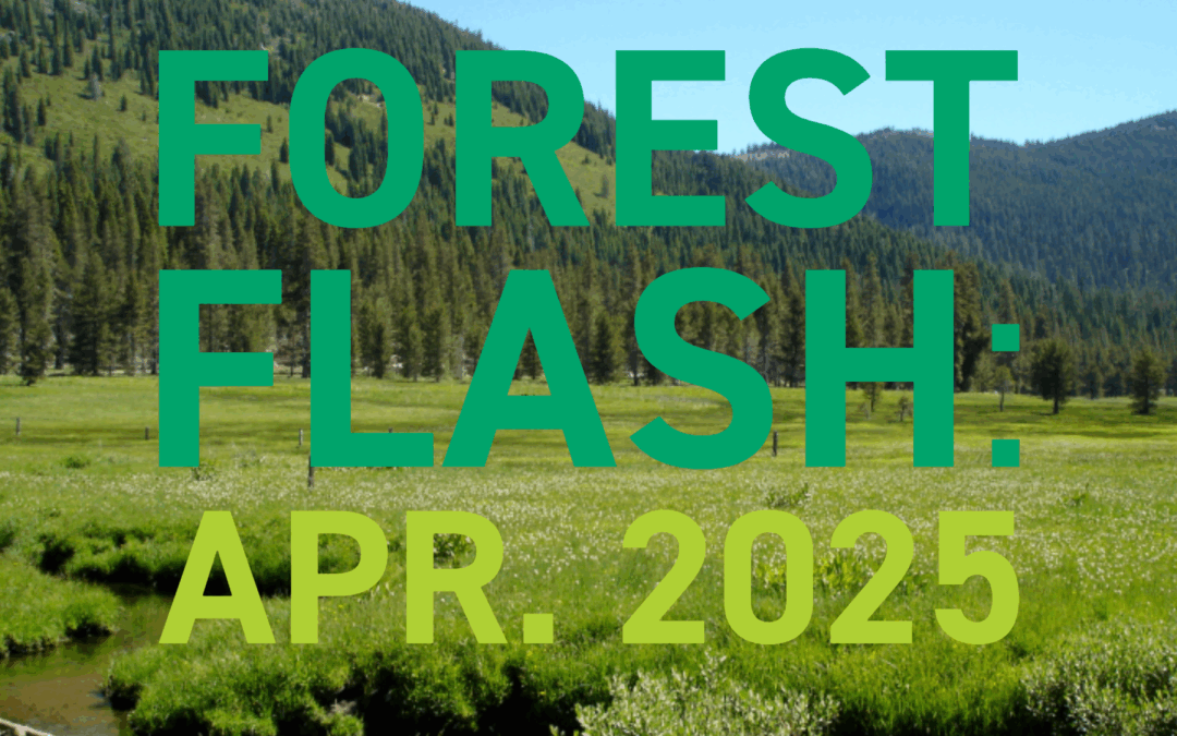 Forest Flash: April 2025