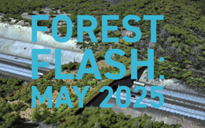 Forest Flash: May 2025