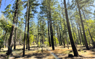 Epstein Family Forest
