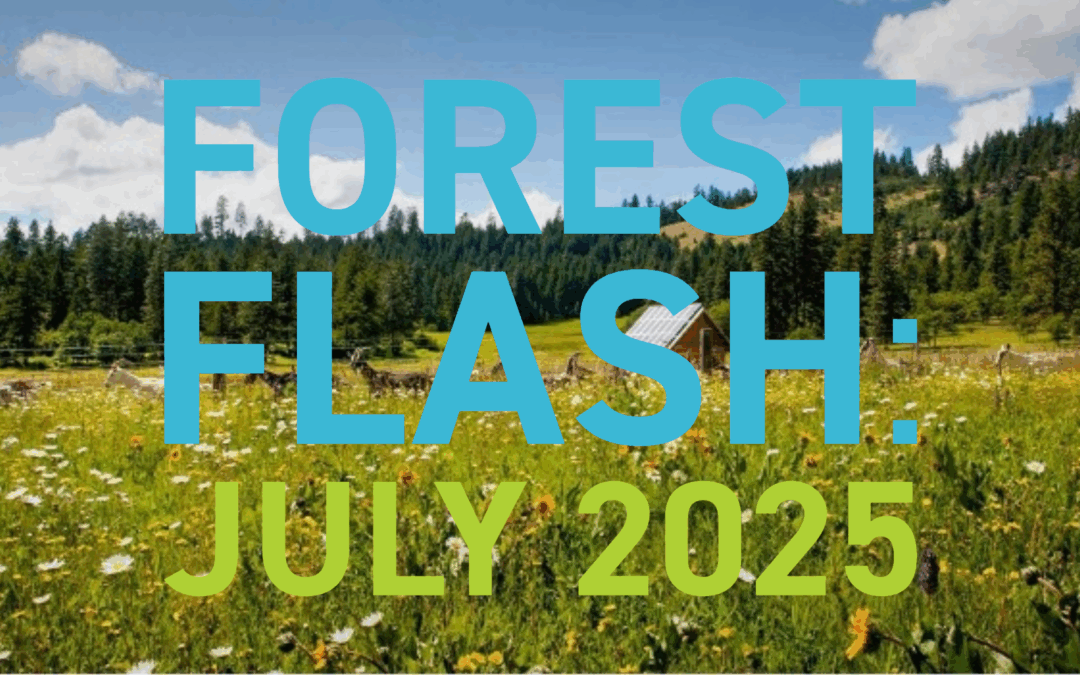 Forest Flash: July 2025